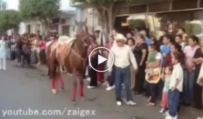 Gangnam лошадь