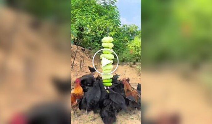 Овочева шаурма для курей