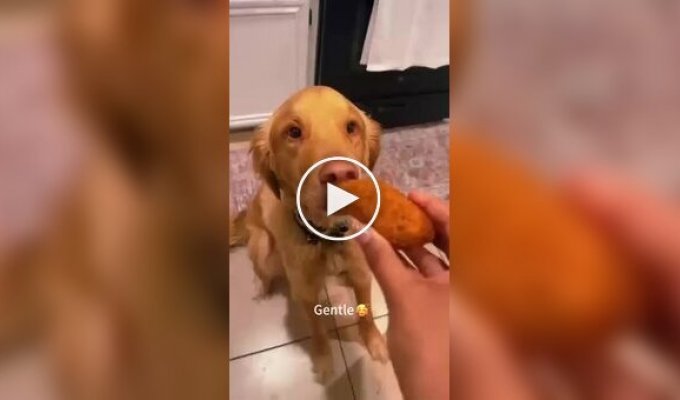 Забавные реакции собак на угощения