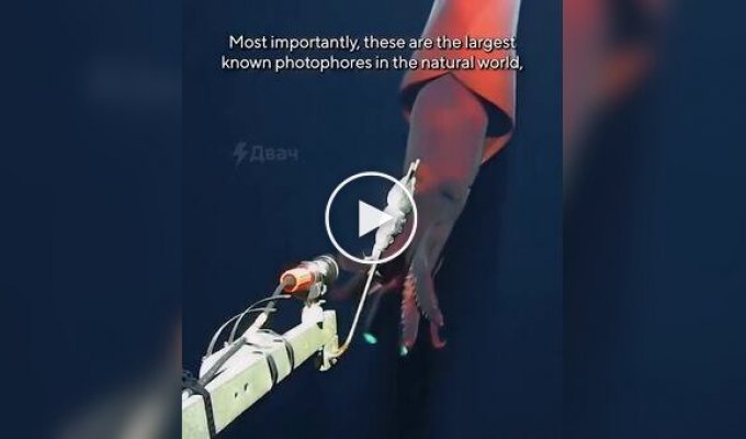 A rare deep-sea squid was caught on video attacking an underwater camera