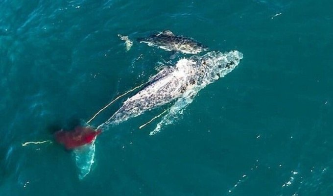 Белая акула убила кита, втрое превосходившего ее по размеру (4 фото + 1 видео)
