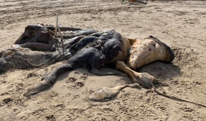 На британском пляже обнаружили тушу неопознанного существа с мехом и ластами (5 фото)