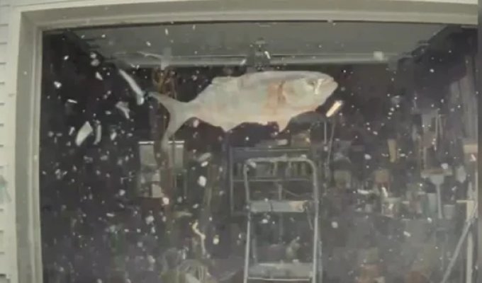 “Holy saints”: a fish falling from the sky damaged an elite foreign car (2 photos + 1 video)