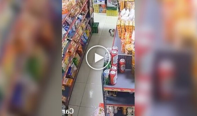 The daring theft of a cucumber from a store