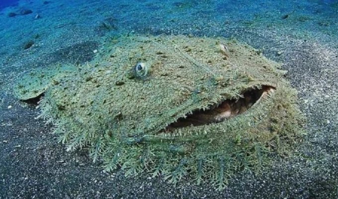 Европейский чёрт: хищный ковёр на дне океана (9 фото)