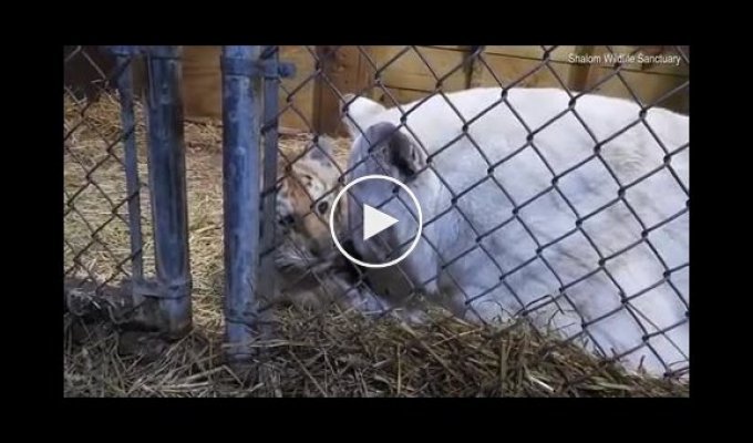 Тигрица оплакивает двух детенышей, которые ушли из жизни