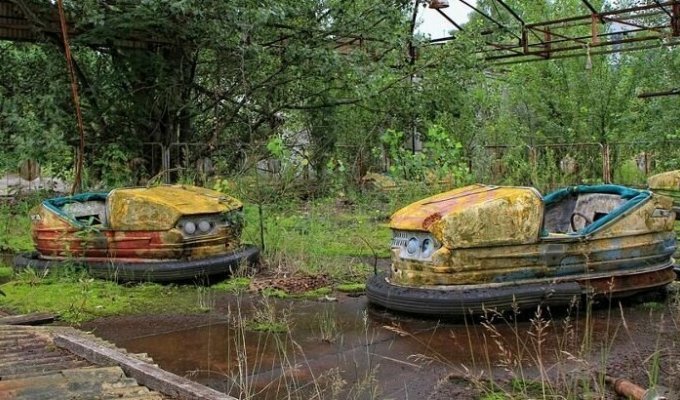 Почему растения Чернобыля не гибнут от рака (4 фото)