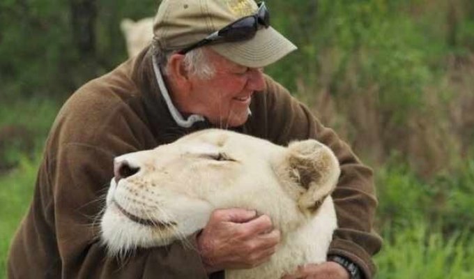 Защитника природы во время игры растерзали две его любимые белые львицы (4 фото)