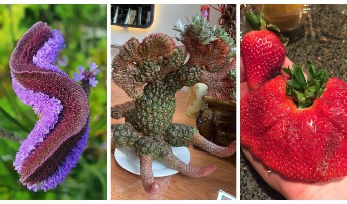 30 cases when nature failed and mutant plants appeared (31 photos)