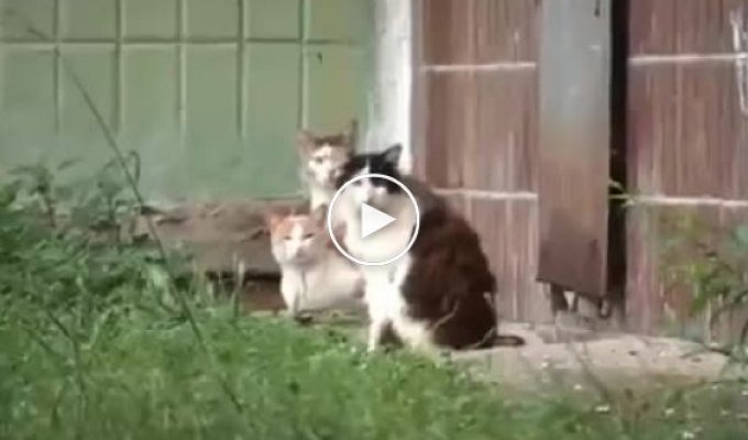 Крыса нападает на кошку