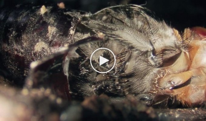 Как происходит рождение мухи из куколки  