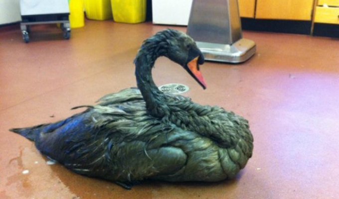 В Британии спасли черного лебедя, который оказался вовсе не черным (2 фото)
