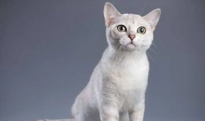 Редкие породы кошек (20 фото)