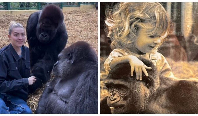 Closer to nature: a girl feeds gorillas, whom she has known since infancy (15 photos + 2 videos)
