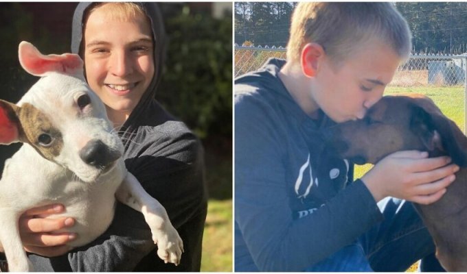 A 12-year-old boy has already saved 5 thousand dogs from death (16 photos)