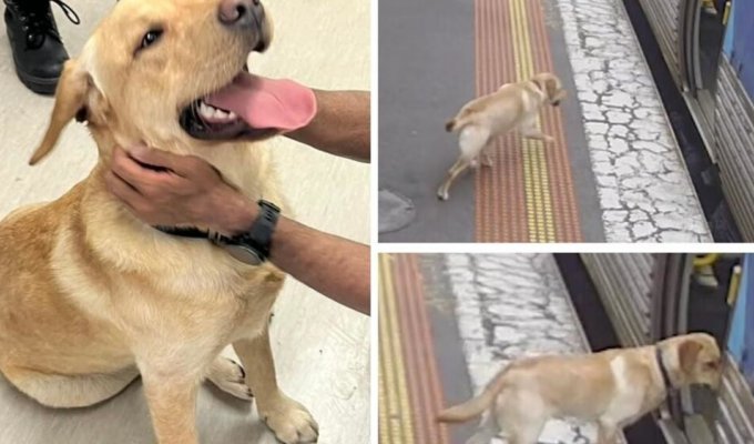 Пёс сбежал из дома и покатался на поезде (4 фото + 1 видео)