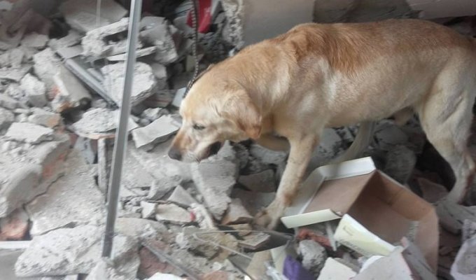 В Эквадоре пёс скончался от обезвоживания после того, как спас семь человек из-под завалов (2 фото)