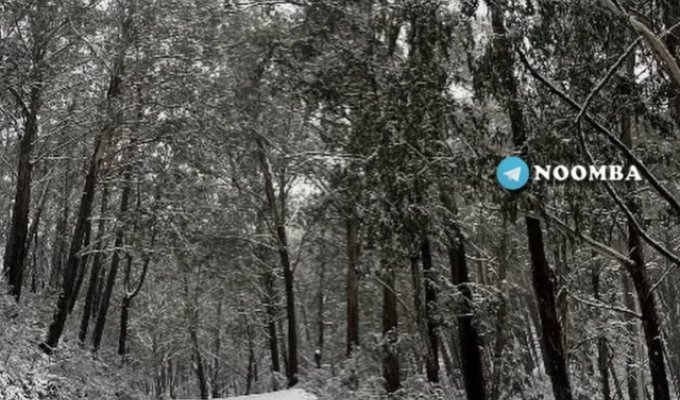 Australian cold: It's time to put on a fur coat (6 photos + video)