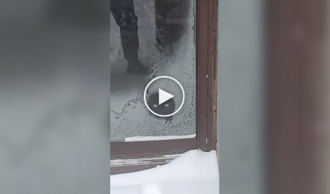 Кот лижет замерзшее стекло