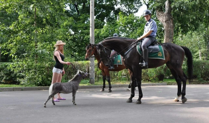 Конь размером с собаку: порода крошечных, но стройных лошадок (8 фото)