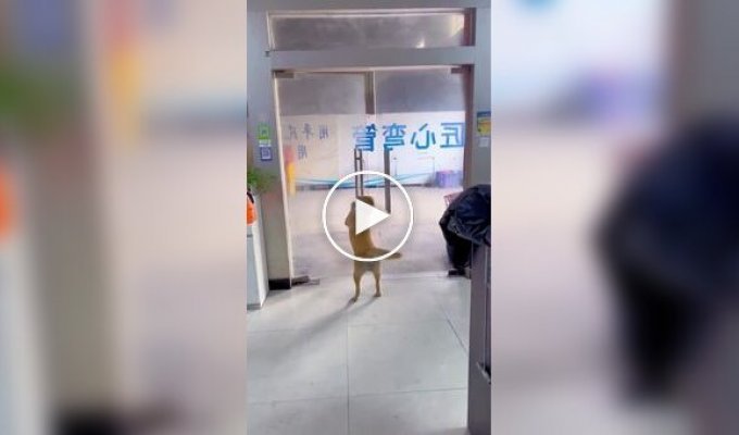 A dog goes out for a walk ...and then changed his mind