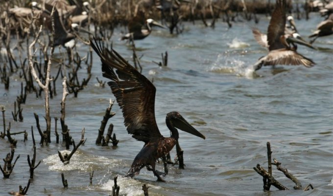 Нефть достигла берегов Луизианы (39 фото)
