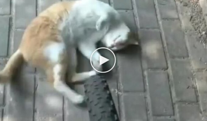 Пухнаста автопідставниця