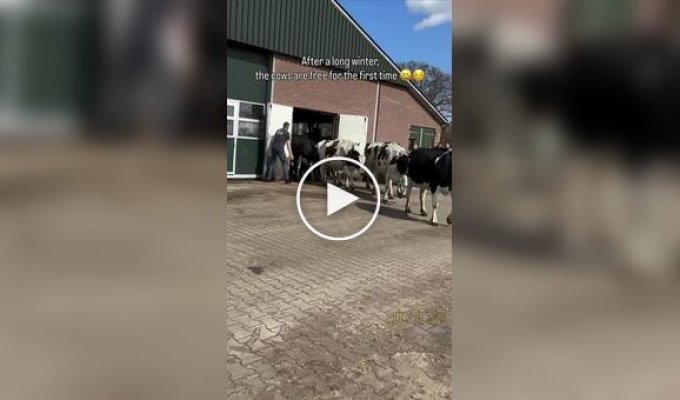 Коровы радуются свежей траве после зимы