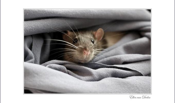 Крысятки (13 фотографий)