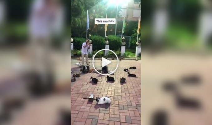 Кошачья столица: подборка видео, показывающих обычные будни в Стамбуле