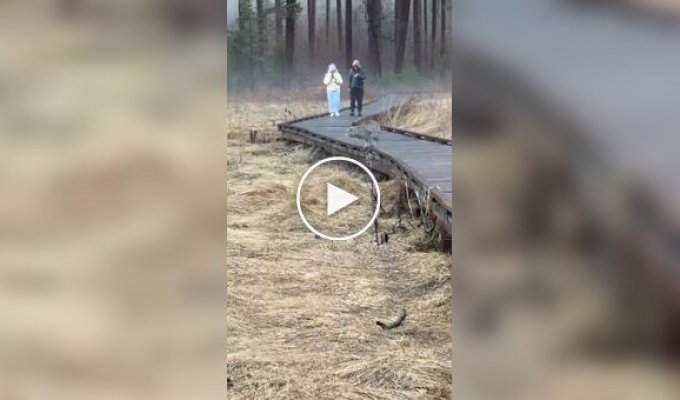 Рысь перекусила во время прогулки