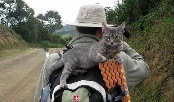 Верный кот-путешественник (10 фото)