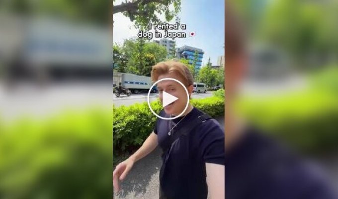 В японском зоокафе можно арендовать собаку на час