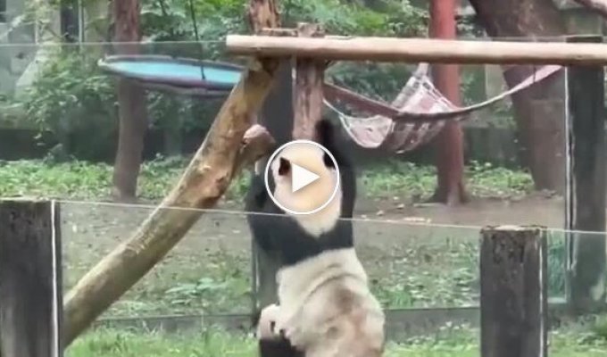 Панда учит малыша лазить по деревьям