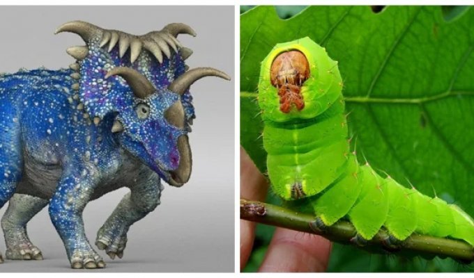 10 невероятных рекордсменов животного мира (11 фото)