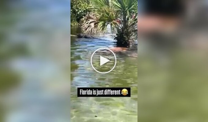 Amazing life in Florida: man scares crocodile