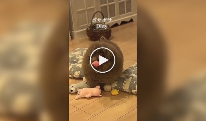 The four stages of a toy poodle