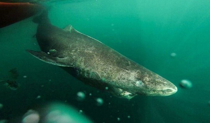 Эта акула может прожить до 500 лет (5 фото)