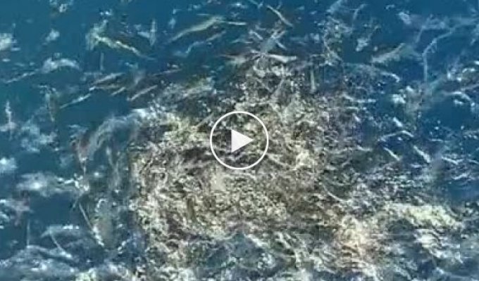 How do fish react to food thrown from an oil rig