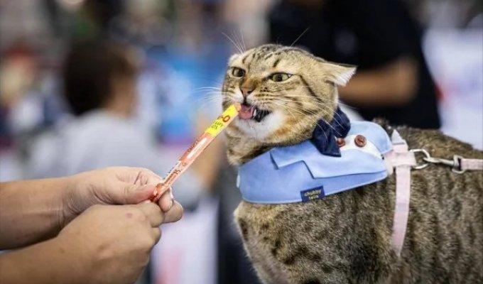 Чемпионат по скоростному поеданию корма среди домашних животных прошёл в Таиланде (5 фото + видео)