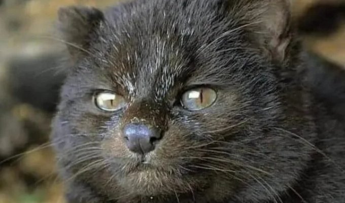 Meet the guiña – America's smallest wild cat, the size of a kitten (7 photos)