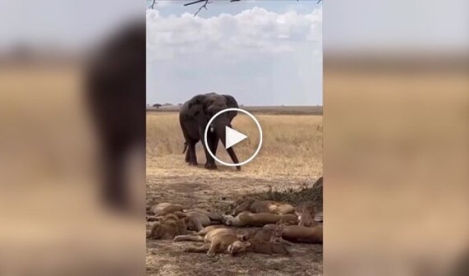 Слон выступил в роли будильника