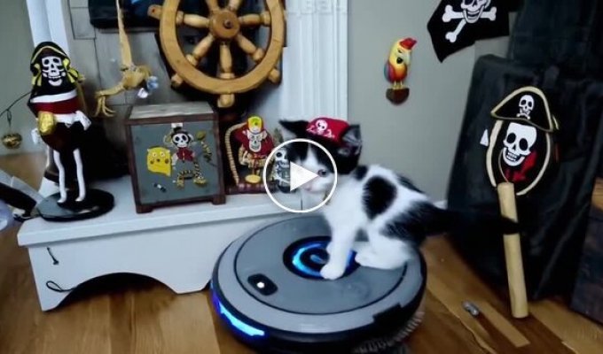 Pirate kitten rides a vacuum cleaner