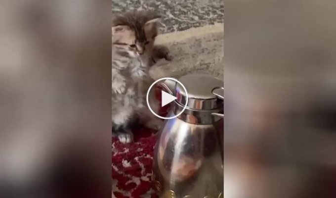 Kitten fighting with teapot