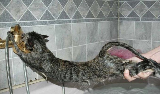 Почему кошки боятся воды? (11 фото)