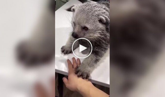 This is what a binturong, also known as a "bear cat," looks like