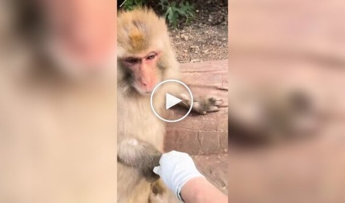A monkey came to the aid of a zoo employee