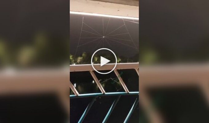 How a spider weaves a web