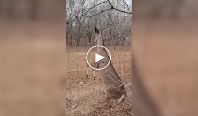 Житель Техасу врятував оленя