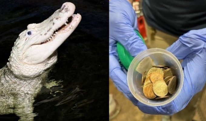 In the USA, 70 coins were extracted from the stomach of an alligator (4 photos)